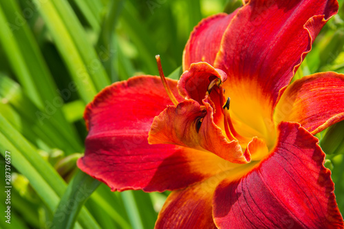 Red daylilies flowers or Hemerocallis. Daylilies on green leaves background. Flower beds with flowers in garden. Closeup. Soft selective focus.