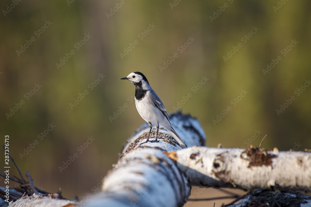 white wagtail (motacilla alba)