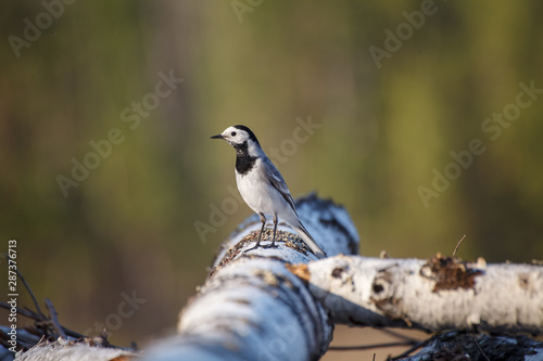 Obraz na płótnie white wagtail (motacilla alba) w salonie