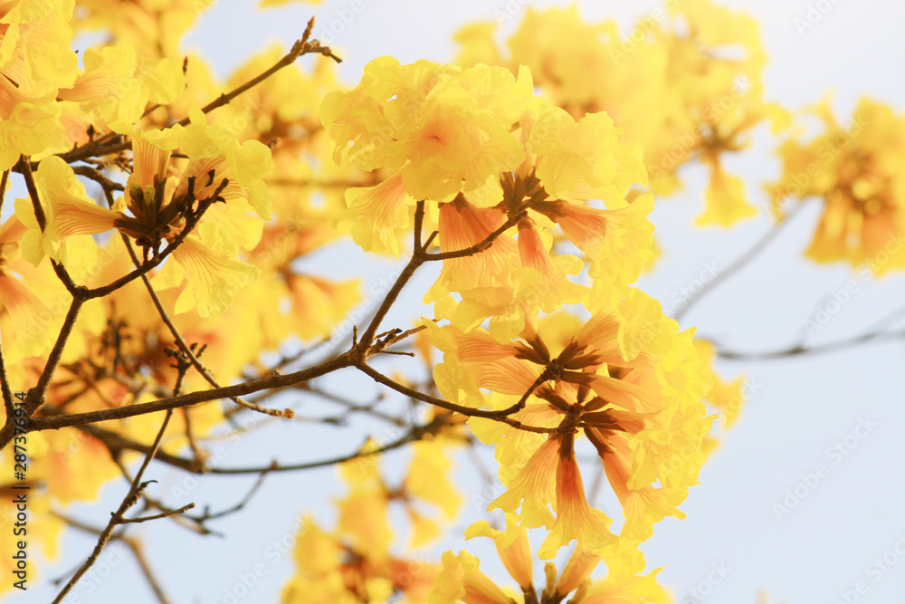 Blossom Dwarf Golden Trumpe flowers isolated on white background. Tabebuia chrysotricha flowers Blossom Dwarf Golden Trumpe flowers isolated on white background. Tabebuia chrysotricha flowers