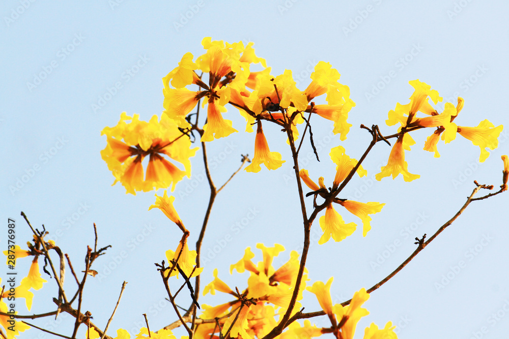 Blossom Dwarf Golden Trumpe flowers with blue sky. Tabebuia chrysotricha flowers Blossom Dwarf Golden Trumpe flowers with blue sky. Tabebuia chrysotricha flowers