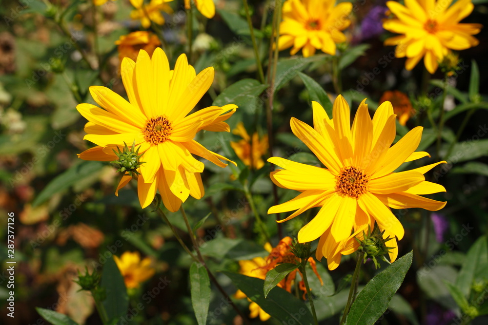 blühender Gelber Sonnenhut, Blumen, Deutschland blühender Gelber Sonnenhut, Blumen, Deutschland