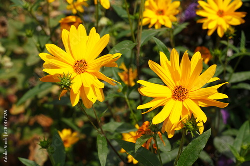 blühender Gelber Sonnenhut, Blumen, Deutschland