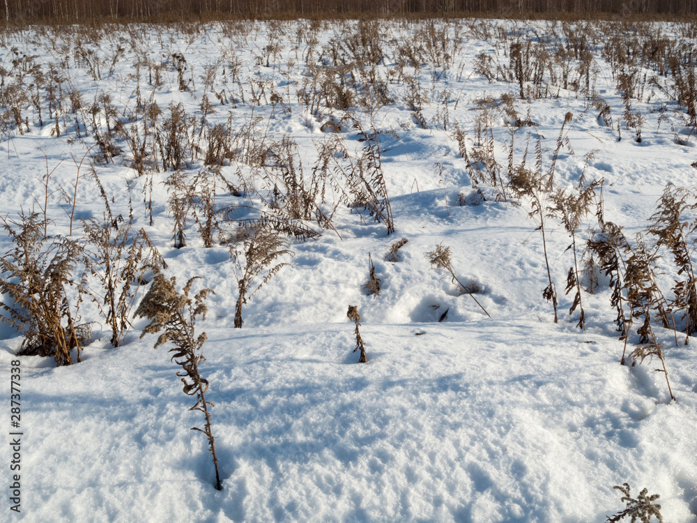 Dry grass covered in snow