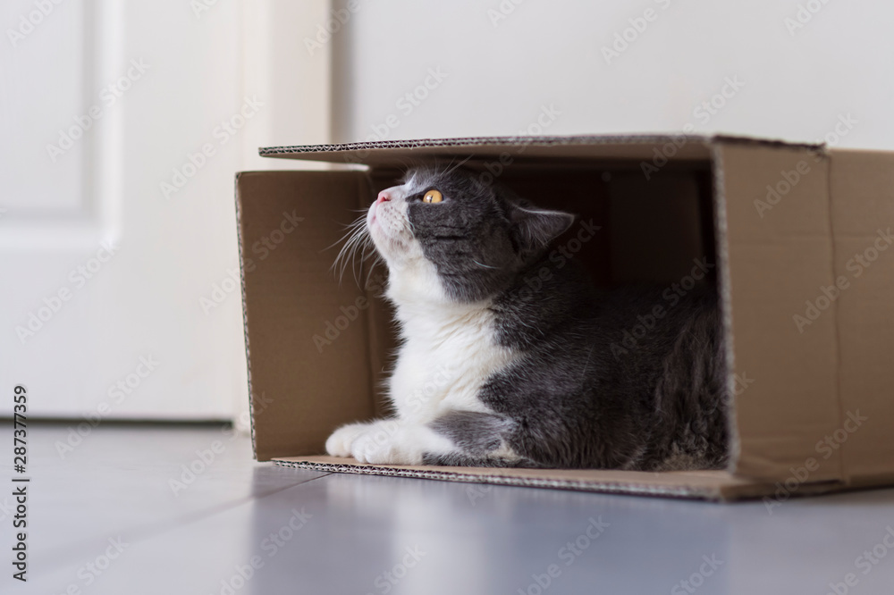 British shorthair hiding in a cardboard box British shorthair hiding in a cardboard box
