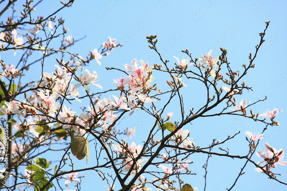Beautiful Blossom white Wild Himalayan Cherry Branches with blue sky Beautiful Blossom white Wild Himalayan Cherry Branches with blue sky