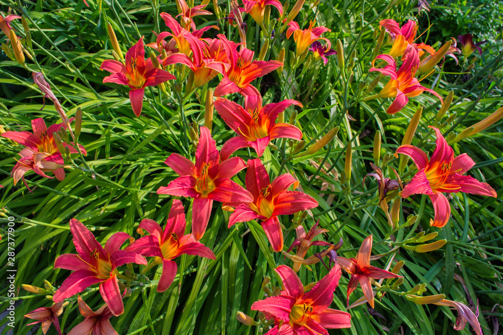 custom made wallpaper toronto digitalDaylilies flowers or Hemerocallis. Daylilies on green leaves background in summer. Flower beds with flowers in garden. Soft selective focus.