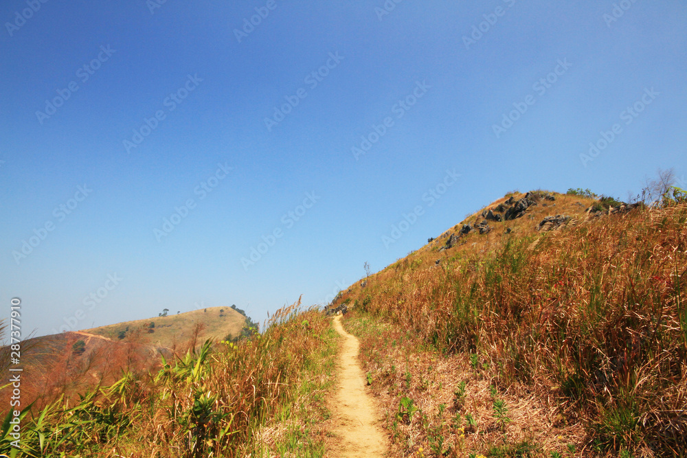 Natural footpath and dry grassland on the mountain at Doi Pha Tang hill in Thailand