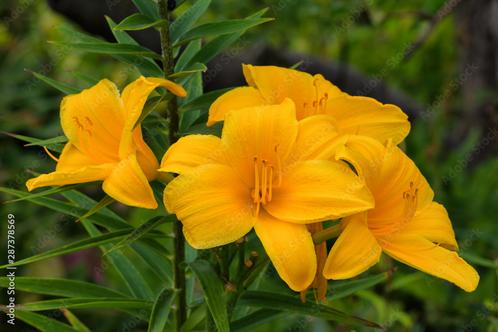 Orange daylilies flowers or Hemerocallis. Daylilies on green leaves background. Flower beds with flowers in garden. Closeup. Soft selective focus.