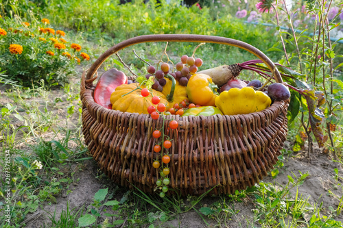 Quadro su tela Set of organic vegetables in a wicker basket in a vegetable garden in a village in Ukraine