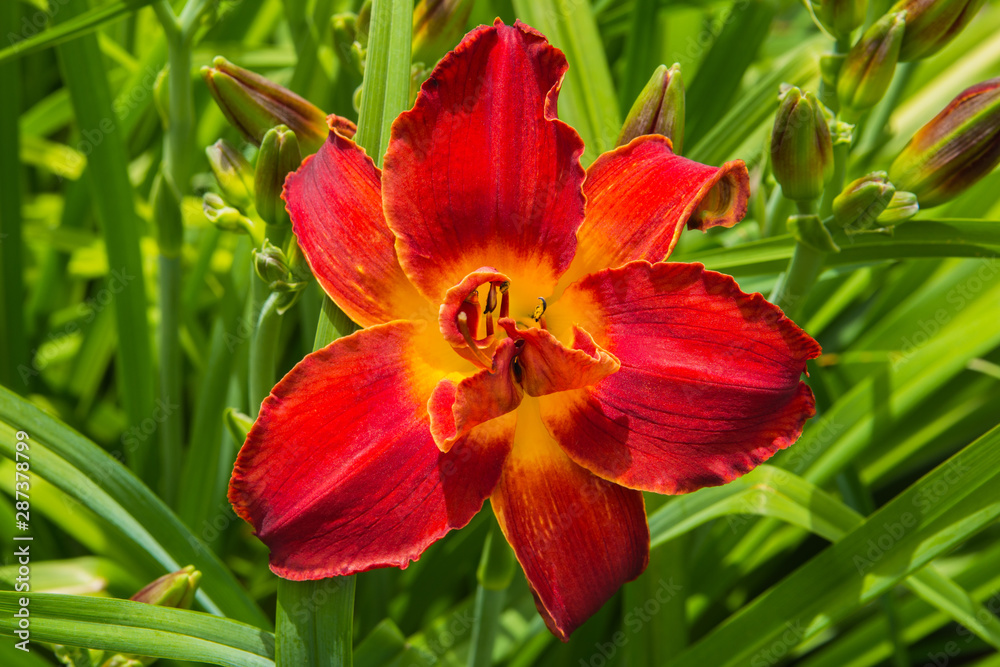 Red daylilies flowers or Hemerocallis. Daylilies on green leaves background. Flower beds with flowers in garden. Closeup. Soft selective focus. Red daylilies flowers or Hemerocallis. Daylilies on green leaves background. Flower beds with flowers in garden. Closeup. Soft selective focus.