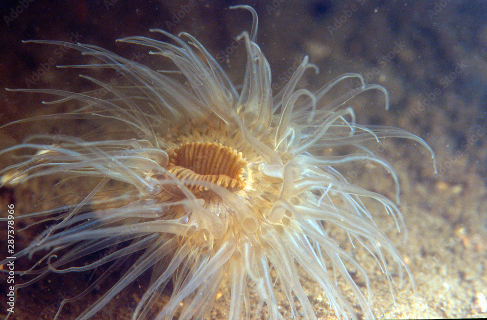 Fototapeta premium Closeup a anemone underwater in the sea at Cornwall