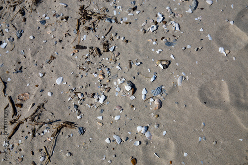 sand with shells along the beach shoreline of the chesapeake bay in southern maryland calvert county
