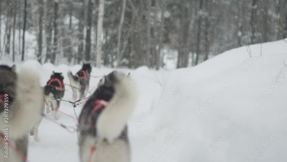 A team of sled dogs pulling a sled through a snowy forest. Slow motion clip. A team of sled dogs pulling a sled through a snowy forest. Slow motion clip.