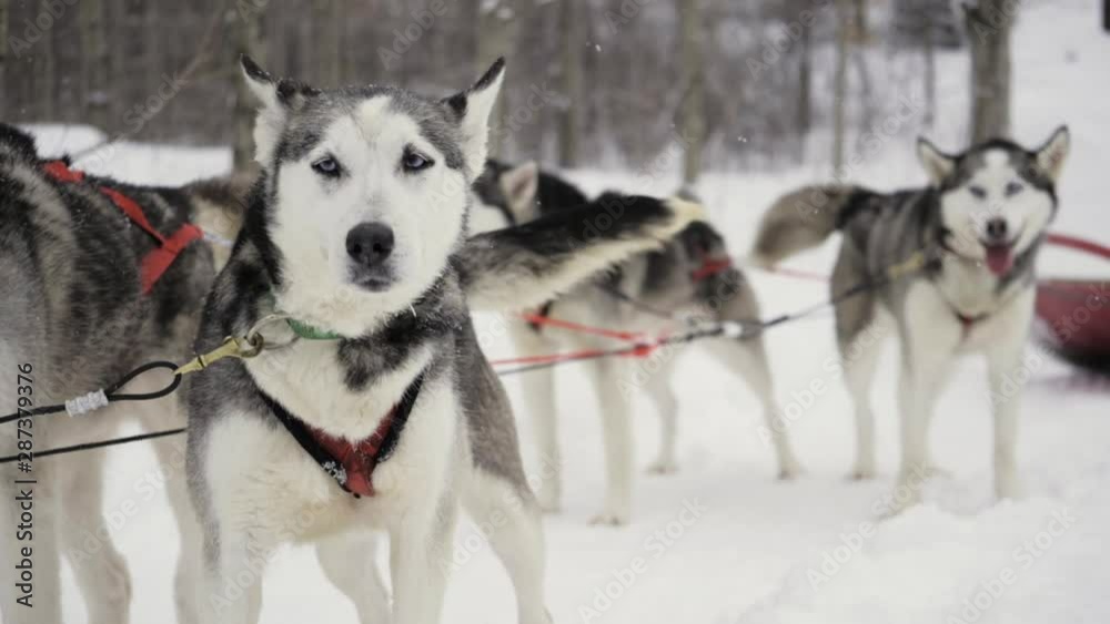 A team of sled dogs harnessed and waiting eagerly to begin running. Slow motion clip. A team of sled dogs harnessed and waiting eagerly to begin running. Slow motion clip.
