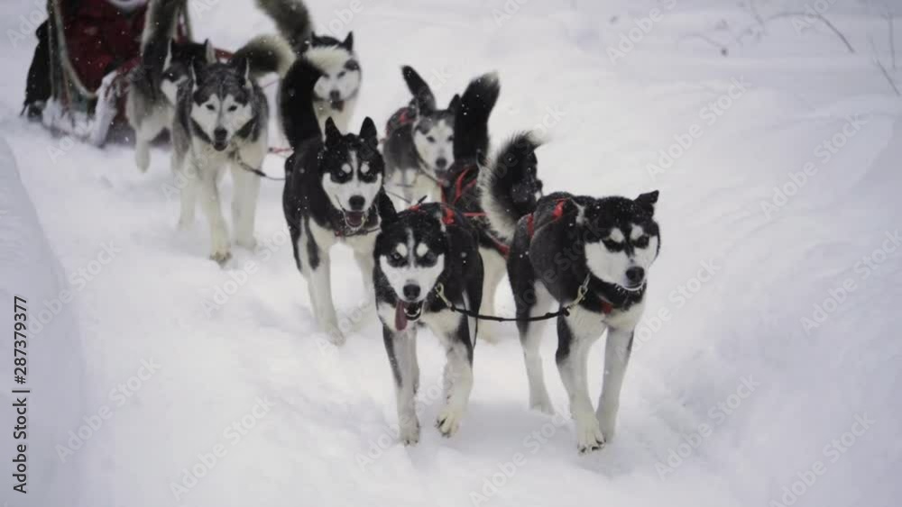 A team of sled dogs pulling a sled and mushers throw a snowstorm. Close up slow motion clip. A team of sled dogs pulling a sled and mushers throw a snowstorm. Close up slow motion clip.
