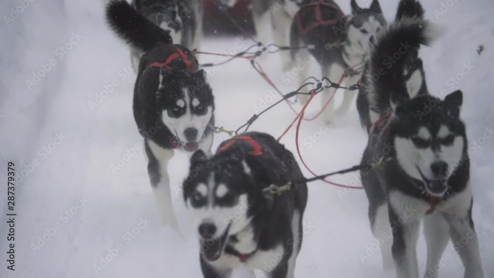 A dogsled team, running in tandem, pull a sled through a winter storm. A dogsled team, running in tandem, pull a sled through a winter storm.