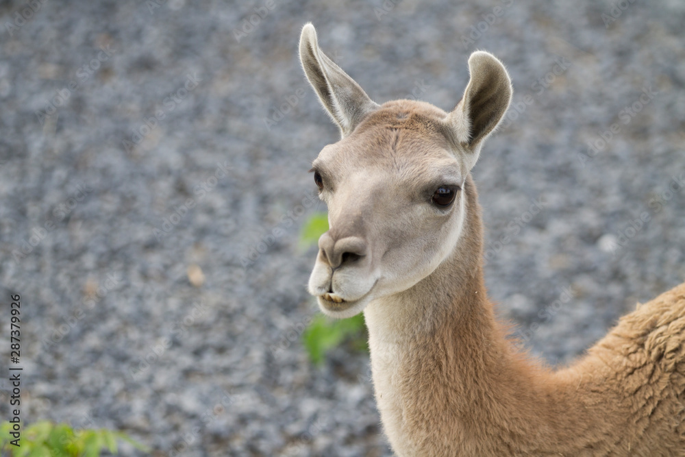 Lama, portrait Lama, portrait
