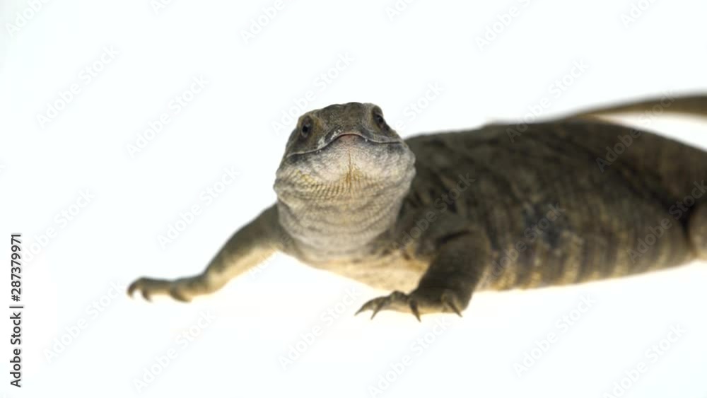 Savannah Monitor Lizard (Varanus exanthematicus) on white background. Savannah Monitor Lizard (Varanus exanthematicus) on white background.