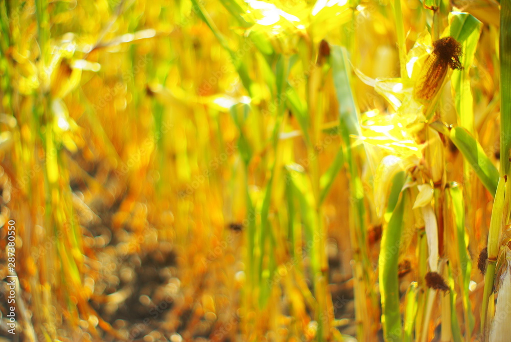 corn field at the beginning of the harvest corn field at the beginning of the harvest