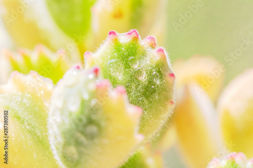 Green succulent macro close-up，Cotyledon ladismithiensis var iegata photo