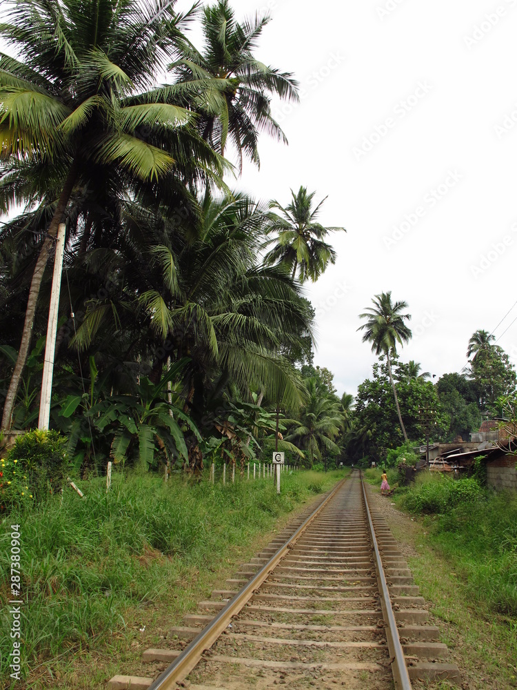 Obraz premium The pineapple plantation in the valliage, Sri Lanka