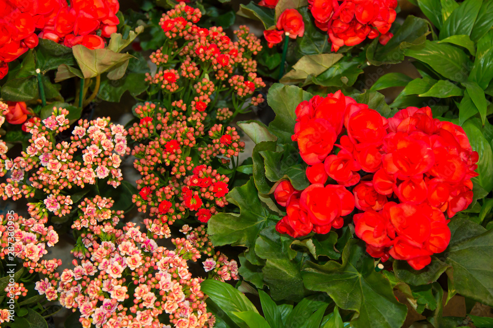 flor, flor, laranja, natureza, amarelo, ajardinar, verde, planta, verão, malmequer, flor, desabrochado, bela, flora, beldade, cor, folha, vermelho, primavera, colorido, floral, buquê, macro, margarida flor, flor, laranja, natureza, amarelo, ajardinar, verde, planta, verão, malmequer, flor, desabrochado, bela, flora, beldade, cor, folha, vermelho, primavera, colorido, floral, buquê, macro, margarida