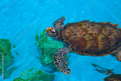 Green turtle approaching water surface