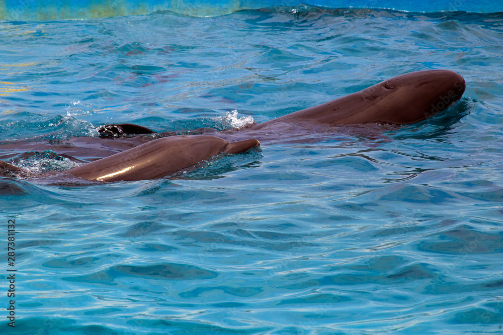 happy dolphin swimming pool fun