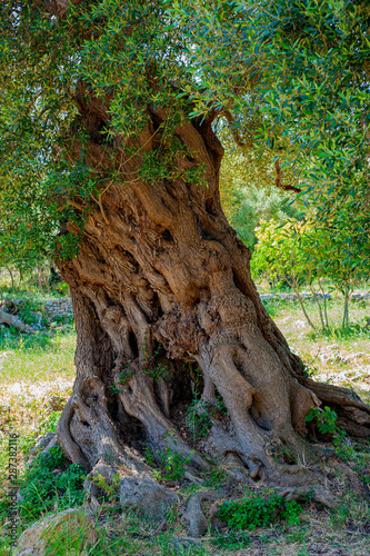 Trunk of old olive trees