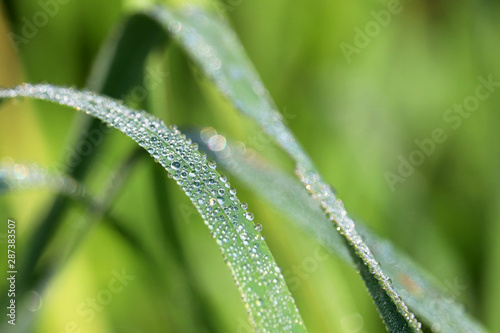 Dew on a blade of green grass, macro shot. Water drops glittering on a meadow in sunny day, freshness concept, nature background