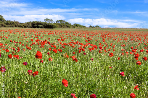 Field of wind blown Poppies in Sussex