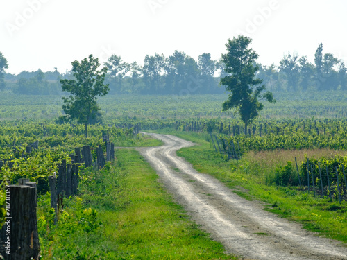 A winding road stretching into the distance between rows of vines.