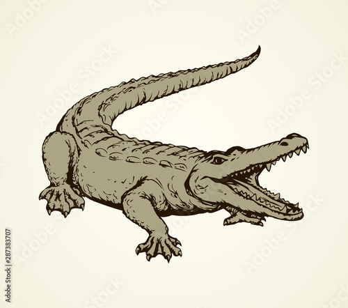 Crocodile. Vector drawing