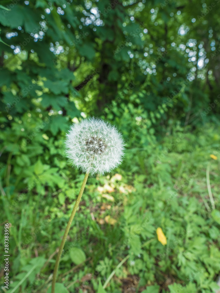 Close up of a white dandelion flower going to seed with lush green foliage trees and grass beyond. Close up of a white dandelion flower going to seed with lush green foliage trees and grass beyond.