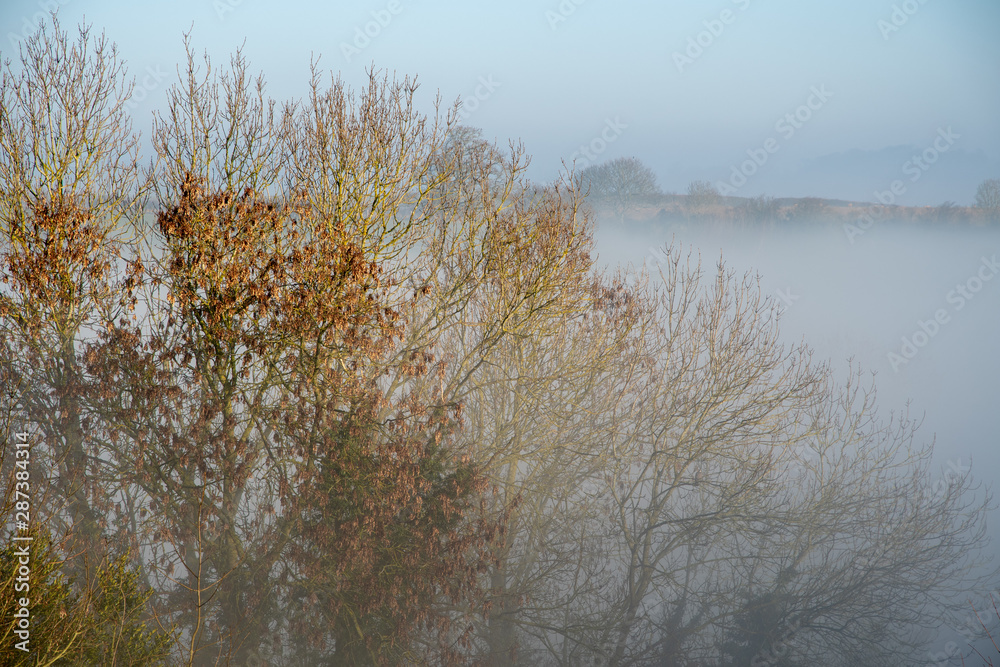Fototapeta premium Bare tress in autumn mist near Shenington, Oxfordshire