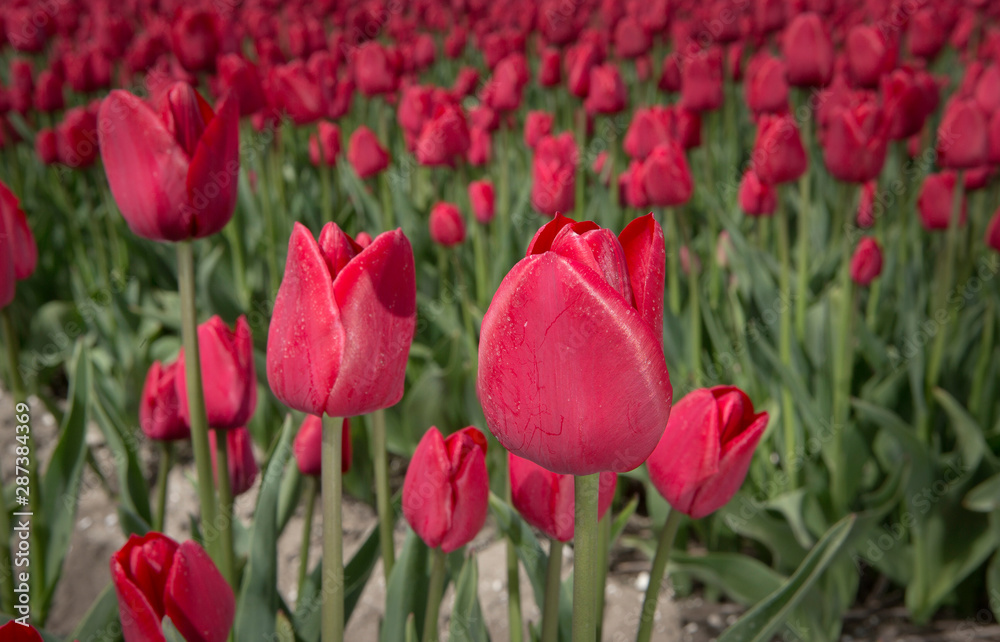Fields of tulips. Growing bulbs. Spring Netherlands Fields of tulips. Growing bulbs. Spring Netherlands