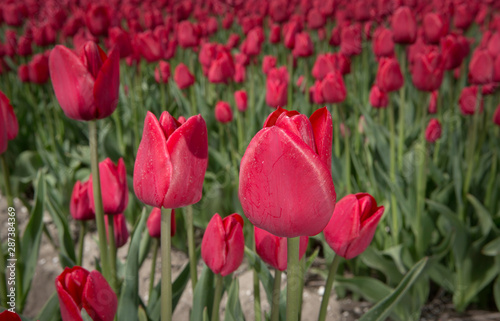 Fields of tulips. Growing bulbs. Spring Netherlands © A