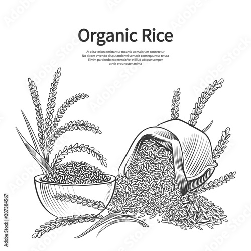 Hand drawn rice background. Rice sack, bowl and ears vector illustration. Rice harvest, sack crop bowl, agriculture cereal