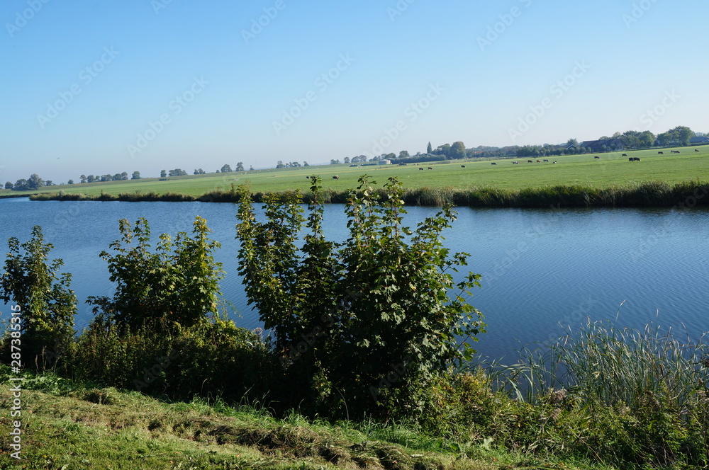 Dutch landscape with a cows grazing in the green fields near the river Dutch landscape with a cows grazing in the green fields near the river
