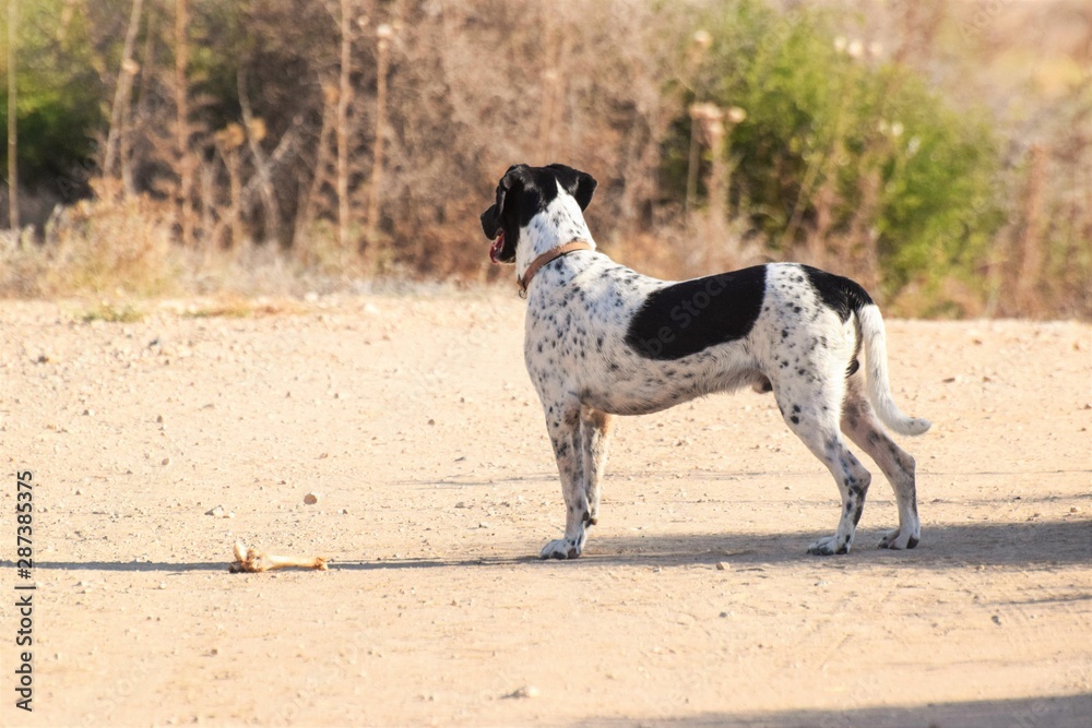 Funny dog, pointer, in the outside Funny dog, pointer, in the outside