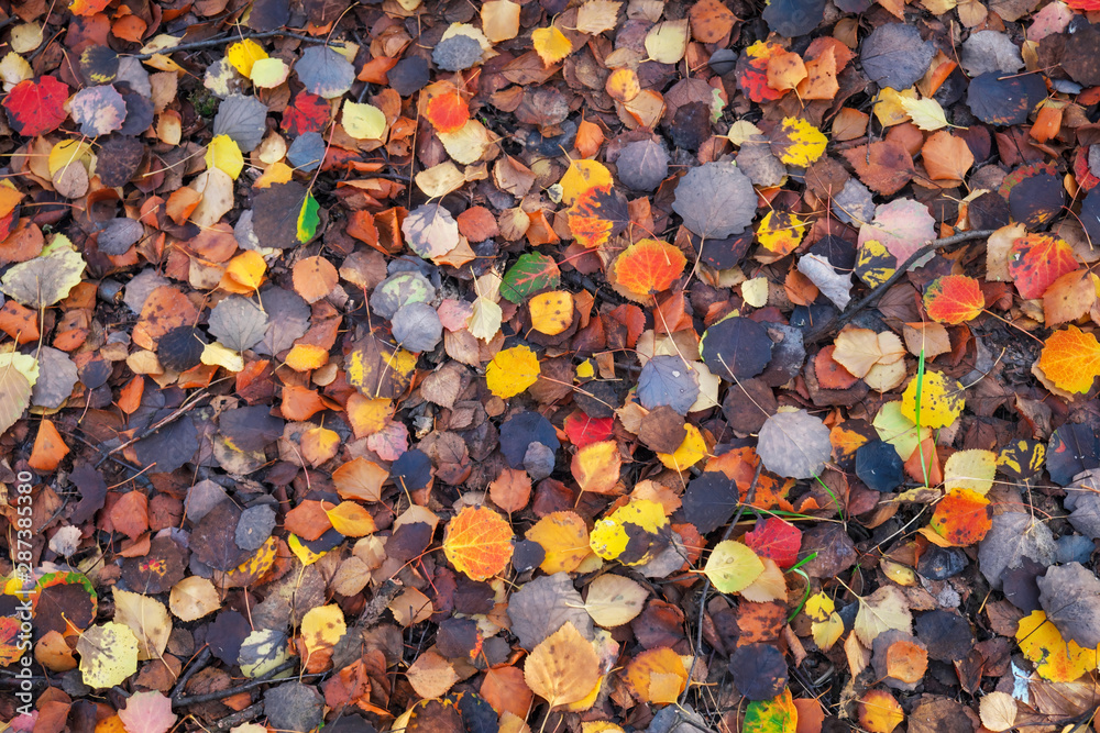 Background of colorful leaves. Autumn photo taken in the forest Background of colorful leaves. Autumn photo taken in the forest