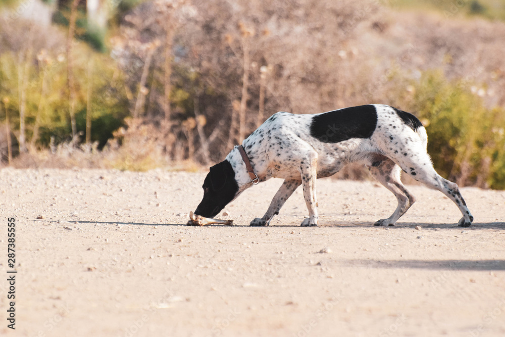 Funny dog, pointer, in the outside Funny dog, pointer, in the outside