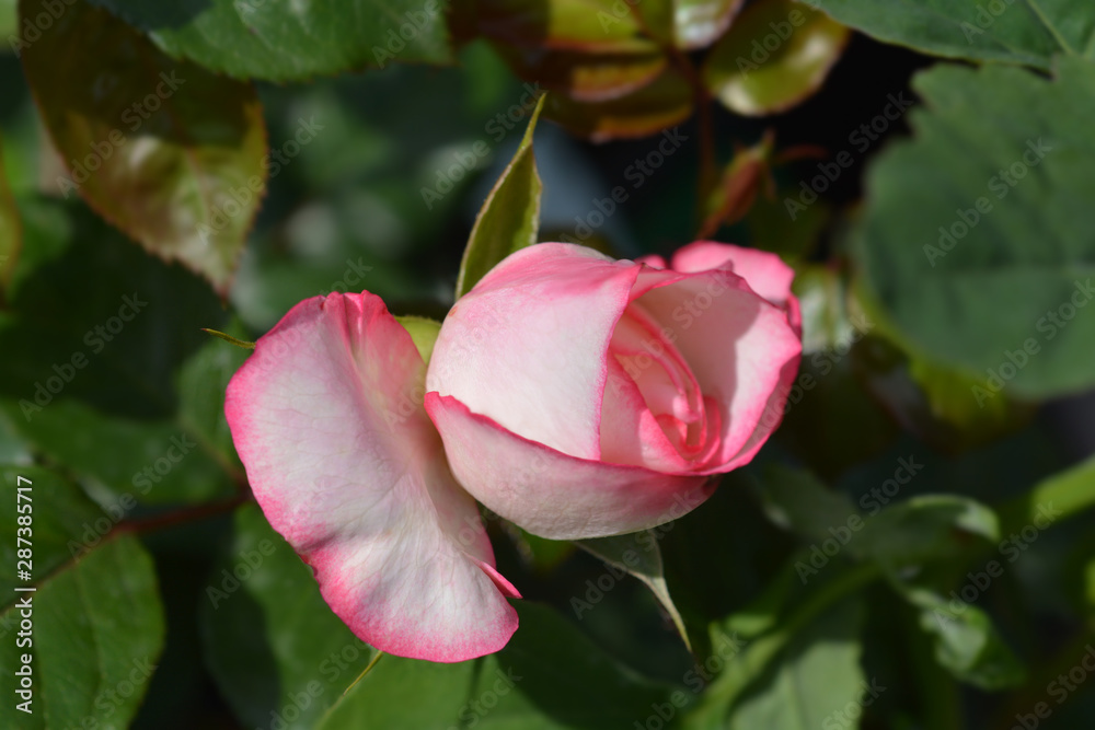 Rose La Minuette rose in the garden