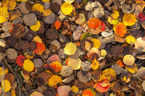 Background of colorful leaves. Autumn photo taken in the forest © es0lex