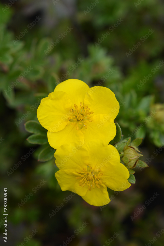 Shrubby Cinquefoil Goldteppich yellow flower in the garden Shrubby Cinquefoil Goldteppich yellow flower in the garden