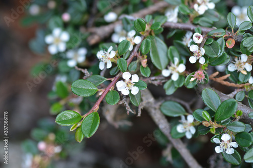 Littleleaf cotoneaster Cochleatus