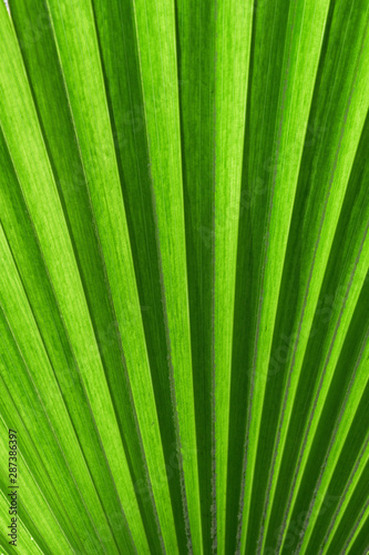 Abstract lines of a fern leaf