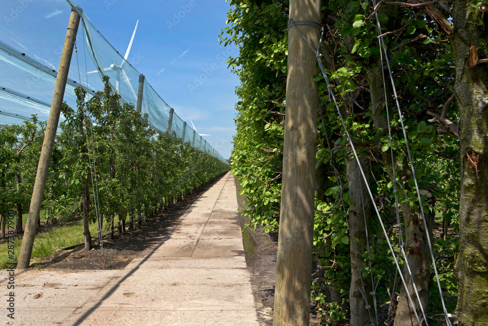 Orchard wih hail nets. Flevopolder Netherlands. Hailnet Orchard wih hail nets. Flevopolder Netherlands. Hailnet