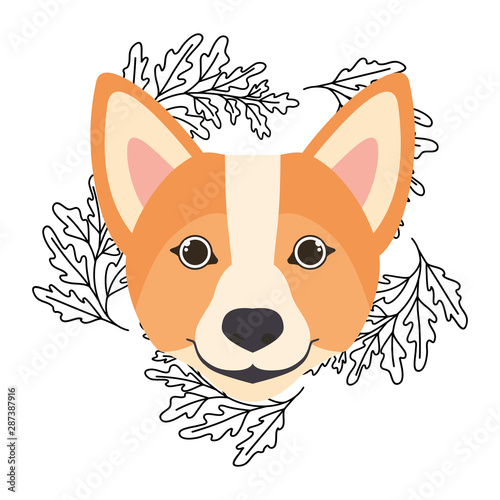 head of cute welsh corgi dog on white background
